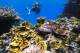 Townsville Tours, Cruises, Sightseeing and Touring - Adrenalin-Yongala Wreck Day Trip-Certified Diver ex Magnetic