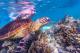 Uncover the wonder of Australia's coral coast WA
 - Pinnacles Sunset and Stargazing Tour with Dinner Autopia Tours