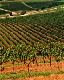 Sydney City Centre Tours, Cruises, Sightseeing and Touring - Boutique Wine and Cheese Tasting Tour - BHVG