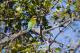 Kangaroos, Mangroves and Ocean Tour
 - Maiala Rainforest Tour Brisbane Nature Tours