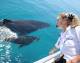 Brisbane City and Surrounds Tours, Cruises, Sightseeing and Touring - Whale Watch with Brisbane Transfers