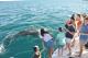 Whales & People
 - Snubfin Dolphin Cruises Broome Whale Watching
