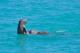 Snubfin Dolphins
 - Snubfin Dolphin Cruises Broome Whale Watching