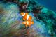 Marine life
 - Day Cruise to Great Barrier Reef - 3 Certified Dives w/ TRF Calypso Snorkel and Dive