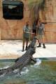 Crocosaurus Cove
 - Big Croc Feed Encounter - VIP Tour Crocosaurus Cove