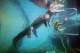 Cage of death
 - Big Croc Feed Encounter - VIP Tour Crocosaurus Cove