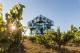 SA Country Tours, Cruises, Sightseeing and Touring - The Blending Bench