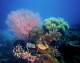 Cairns/Tropical Nth Tours, Cruises, Sightseeing and Touring - Evolution Outer Reef Cruise - ex Jetty