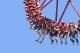 Gold Coast Attractions and Theme Parks Tickets - Unlimited entry over 2 days within 7- day period