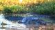 Estuarine Crocodile
 - Litchfield Day Tour Ethical Adventures