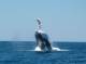 WA Country Tours, Cruises, Sightseeing and Touring - Deluxe Mega Fauna Observer Tour