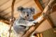 Koala at Featherdale Sydney Wildlife Park
 - Adult Admission Featherdale Wildlife Park