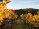 Balancing Heart Vineyard
 - Flavours of the Granite Belt - Private tour Filippos Tours