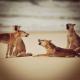 Fraser choir
 - K'gari Day Tour - Rainbow Beach to Rainbow Beach Discovery K'Gari Adventures