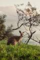 Australia in a Day
 - Australia in a Day - ex Brisbane Kiff & Culture