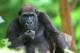 Melbourne City Centre Tours, Cruises, Sightseeing and Touring - Australian Wildlife Experience