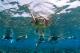 Snorkel with us and see who you meet!  - 1 Day Outer Reef Experience - 2 Certified Dive ex NBC Passions Of Paradise