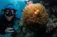 Find Nemo on a guided cert dive
 - 1 Day Outer Reef Experience - 2 Certified Dive ex NBC Passions Of Paradise