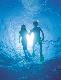 
 - Wavedancer Low Isles - Snorkelling ex Cairns Wavedancer Low Isles