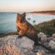 REX Hero Quokka
 - Discover Rottnest with Coach ex Fremantle Rottnest Express