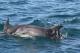 Dolphins playing beside the ferry
 - Sorrento to Queenscliff: one way Motorhome to 6m & Driver Searoad Ferries