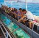 Glass bottom boat
 - Island Value Combo-Premium Buffet Lunch+Glass Bottom Boat Sunlover Reef Cruises