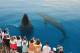 Sunshine and Fraser Coast Tours, Cruises, Sightseeing and Touring - Half Day Whale Watching Tour - AM - WWAM