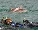 Adelaide City and Surrounds Tours, Cruises, Sightseeing and Touring - Dolphin Swim ex Glenelg - No Transfers
