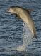 
 - Dolphin Swim ex Glenelg - No Transfers Temptation Sailing