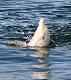 Adelaide City and Surrounds Tours, Cruises, Sightseeing and Touring - Dolphin Watch ex Glenelg - No Transfers