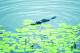 Cairns/Tropical Nth Tours, Cruises, Sightseeing and Touring - T1 - Rainforest Wildlife Tour ex Cairns