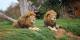 VIC Country Attractions and Theme Parks Tickets - General Admission