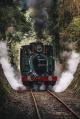 The wilderness surrounds you
 - Teepookana and the King - Wilderness Carriage 10:00am West Coast Wilderness Rail